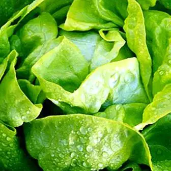 Zelena salata: pogodnosti i svojstva