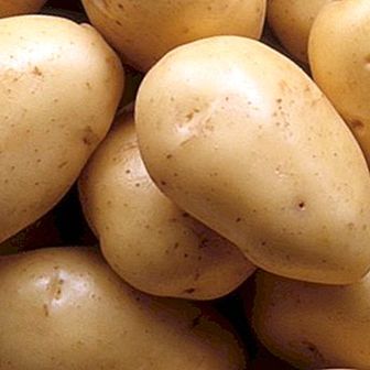Kentang: sifat dan faedah kentang lazat