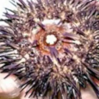 Sea urchins: benefits and properties