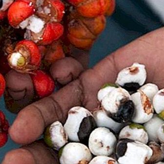 De utrolige fordelene med guarana og dets kontraindikasjoner