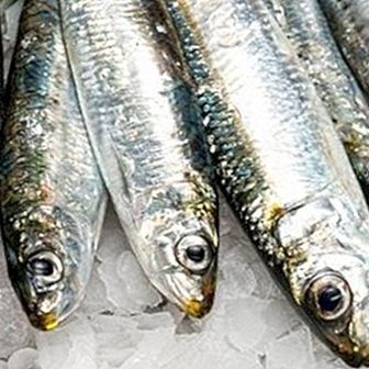 Sardines: discover the nutritional properties of this great little treasure