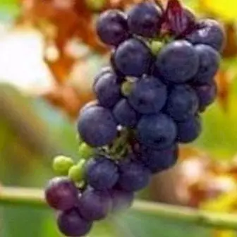 Vinski tanini: svojstva