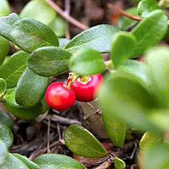 Bearberry, fordele og vigtigste egenskaber