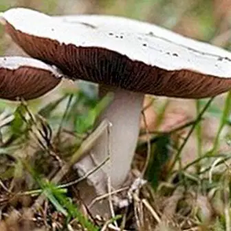 Welke paddenstoelen eetbaar zijn, hoe ze schoongemaakt en geconserveerd moeten worden