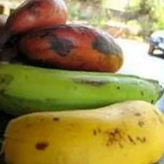 Banaani ja banaani: erot