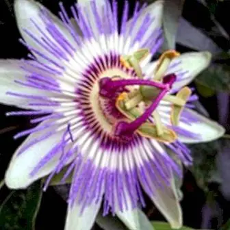 Passion kukka tai passiflora, positiivinen ahdistusta ja stressiä vastaan