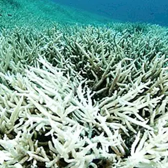 Koraljni kalcij: prednosti, svojstva i način uzimanja