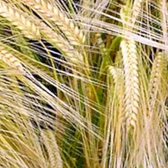 Barley: laxative and regulator of intestinal activity