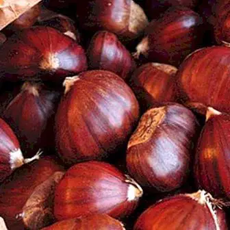 Benefits and properties of chestnuts