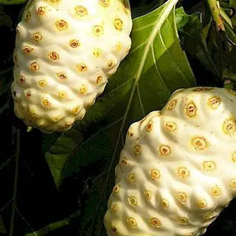 Noni: benefits and nutritional properties