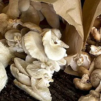 Hoeveel calorieën de paddenstoelen meebrengen