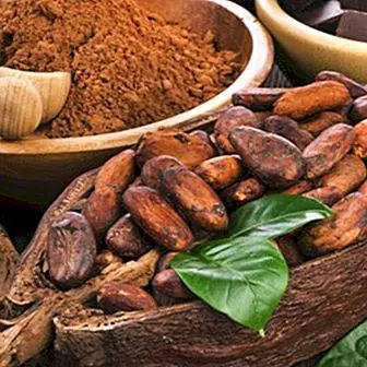 Cocoa is a powerful ally to burn fat