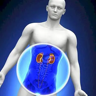 What is glomerular filtration or glomerular filtration rate and what is it for?