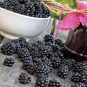 Blackberry jam: receita passo a passo