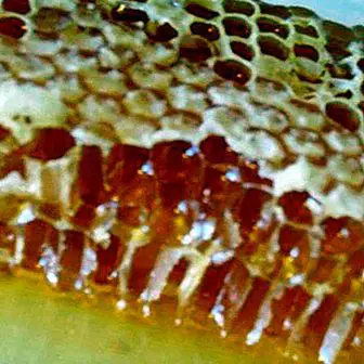 كيفية صنع حلوى العسل محلية الصنع