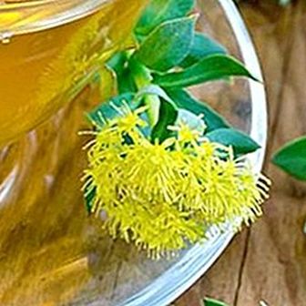 Rhodiola tea: what are its benefits and how to do it