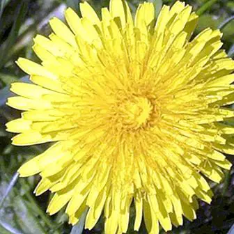 How to make a dandelion infusion