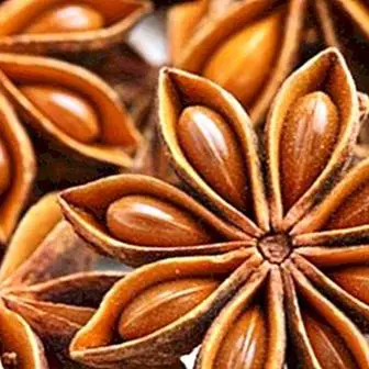 Star anise: benefits, infusion and contraindications