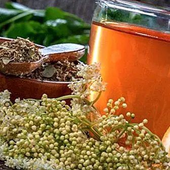 Elderberry tea: unique benefits and how to do it
