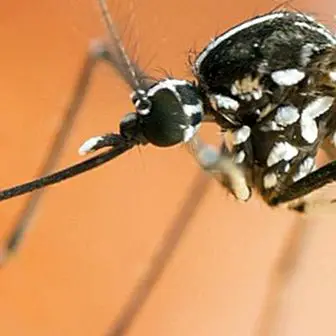 Muỗi hổ: chúng là gì, triệu chứng của vết chích và biện pháp tự nhiên