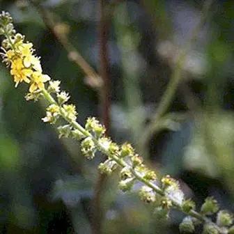 The benefits and properties of Agrimony and natural remedies