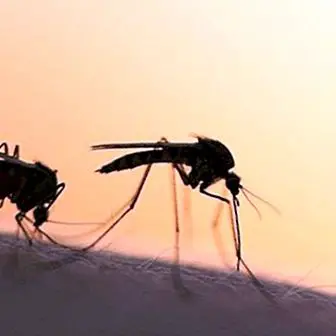 Vasaras laikā saglabājiet moskītus ar šiem dabas aizsardzības līdzekļiem