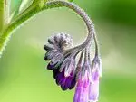 Comfrey, a wonderful plant for the skin - beauty