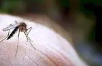 Як запобігти укуси комарів влітку