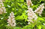Horse chestnut for hemorrhoids and varicose veins