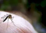 Najboljši naravni repelenti proti komarjem