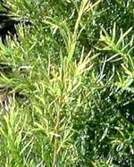 The tea tree and its relation to health