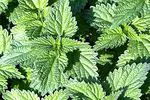 Uses of nettle for health, skin, cooking and contraindications - curiosities