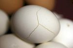 Czy należy jeść jajka z pęknięciami w skorupie?