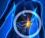 What is the spleen and what is it for: its main functions