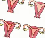 Hvordan er kvindernes menstruationscyklus