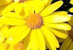 Arnica Montana: properties to relieve muscle aches