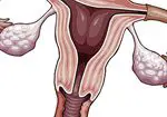 Apakah ovari dan apa yang digunakan untuk: fungsi utama
