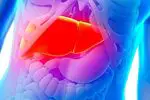 What is the liver, what is it for and main functions - curiosities