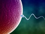 The moment of conception: how it happens and what happens