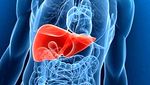 Hepatomegaly: enlarged liver. What are its causes and how is it treated? - diseases