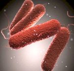 Qu'est-ce que la salmonellose et comment se propage-t-elle? - les maladies