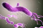 Mis on Helicobacter Pylori bakter: sümptomid ja infektsioon