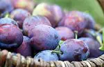 Plums: benefits and properties. Ideal for constipation