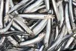 Anchova e anchova: benefícios e propriedades