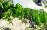 Plave alge: prednosti i svojstva