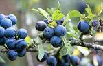 Sloes or pacharán: what they are, benefits and properties