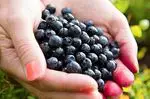 Açaí Berry: propriedades antioxidantes e benefícios