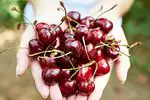 Kirsebær: antioksidantegenskaper og unike fordeler