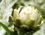 Artichoke to lose weight and lose weight