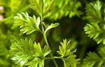 Chervil: benefits and healing and nutritional properties